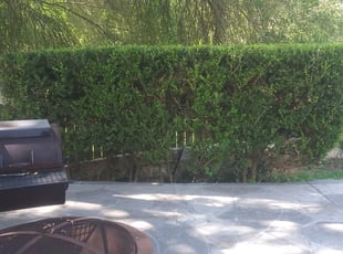 Bush Trimming by Tyler Smith for Kevin U. in San Antonio, TX