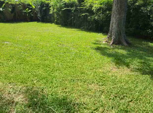 Lillie K.'s Grass Cutting service result