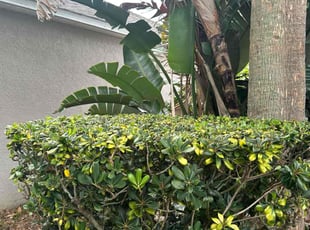 Bush Trimming by Harold Cummings for Juanita T. in Melbourne, FL