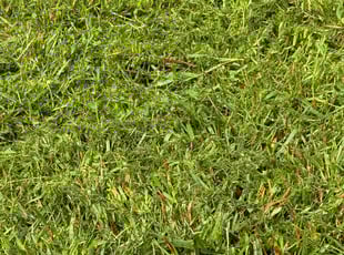 Blaine B.'s Lawn Maintenance service result