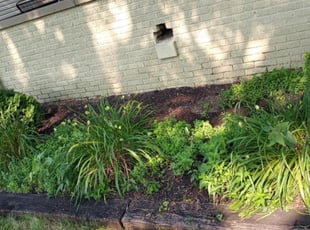 Weeding by Evelyn Arteaga for Taylor G. in Indianapolis, IN