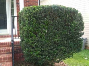 Bush Trimming by Adams Paiz for Brandon B. in Charlotte, NC