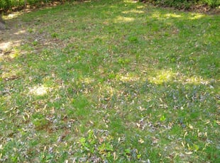 Cleanups by Michael Guardino for Trevor R. in Milford, CT