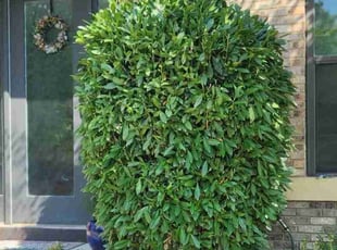 Bush Trimming by Jeffery Preston for David I. in Brambleton, VA