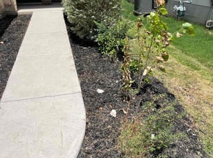 Bush Trimming by Abraham Arias for Grant G. in Austin, TX