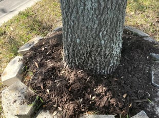 Mulching by Curtis Faison for Kevin S. in Zephyrhills, FL
