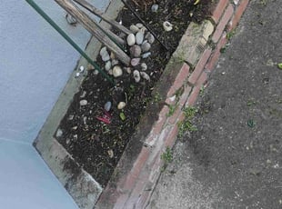 Weeding by Juan Rodriguez for Andrea W. in Rio Linda, CA