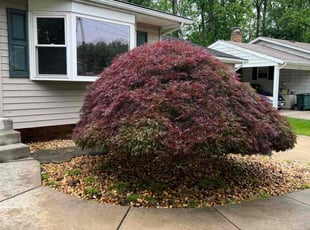 Bush Trimming by Jose M Rodriguez for Chrystal M. in Lorton, VA