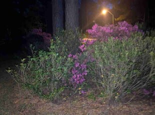 Weeding by Jeff Lock for Paola M. in Clayton, NC