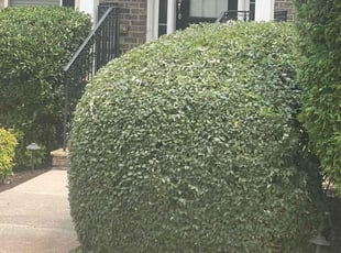 Bush Trimming by Juan P Lucas for Corey H. in Kennesaw, GA