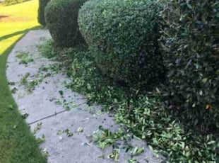 Bush Trimming by Chris Horton for Karnisha H. in Warren, MI