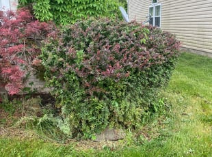 Bush Trimming by David Walton for Todd D. in Columbus, OH
