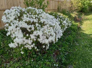 Bush Trimming by Cristian Giron for Michael M. in Fort Washington, PA