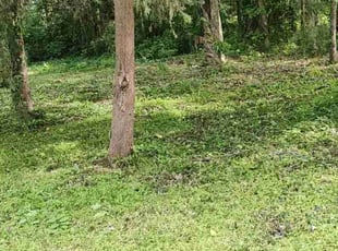 Cleanups by Eliseo Delgado Sanchez for Edward F. in Burlington, NC