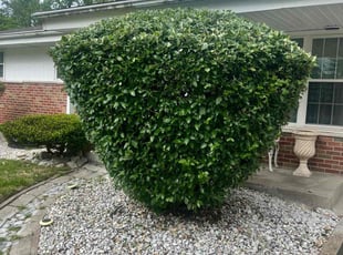 Bush Trimming by Marquis Reid for Tonya N. in St. Louis, MO
