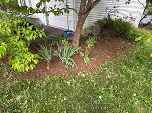 Weeding by Edwin Villagran for Jenny G. in Germantown, MD