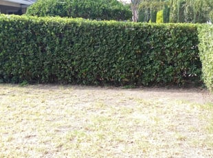 Bush Trimming by Oscar Lopez for Elizabeth . in San Jose, CA
