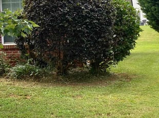 Bush Trimming by Andre Jefferson for Kita T. in Covington, GA