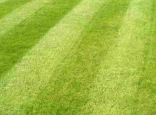 Rose R.'s Grass Cutting service result
