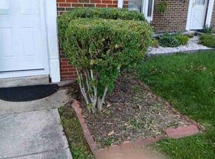Bush Trimming by Rodney Powell for Cal G. in Upper Marlboro, MD