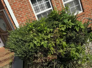 Bush Trimming by Cartouche Legrande Jr for Deanna R. in Clemmons, NC