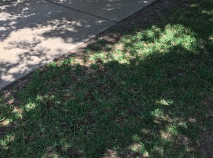 Leaf Removal by Jerry Clayton for Melissa P. in Houston, TX