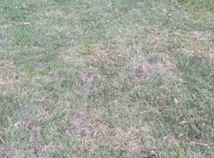 Leaf Removal by Andrew Hendrickson for Brandon D. in Kansas City, MO