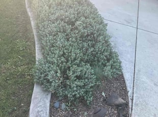 Weeding by George Islas for Richard C. in Lakewood, CA