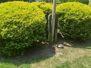 Weeding by John Lacey for Sharon M. in Wilbraham, MA