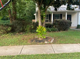 Bush Trimming by Doral Mcham for Reggie S. in Charlotte, NC