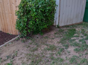 Bush Trimming by Rodrigo Rodriguez for Nicole C. in Moreno Valley, CA