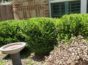 Bush Trimming by Juan Mendoza for Jordan E. in Austin, TX