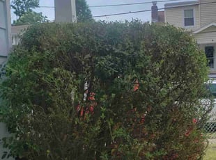 Bush Trimming by Artavius Clark for Shakeya B. in Alexandria, VA