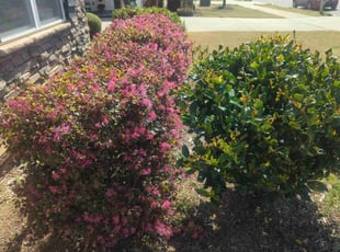 Bush Trimming by Ismael Galvez for may s. in Waxhaw, NC