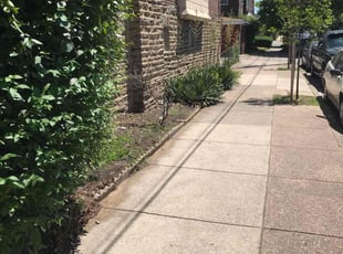 Bush Trimming by Maurice Downing for Daniel C. in Philadelphia, PA