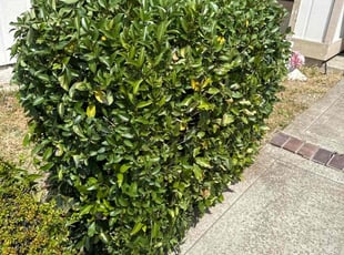 Bush Trimming by Maria Almendra for Ophelia R. in Antioch, CA
