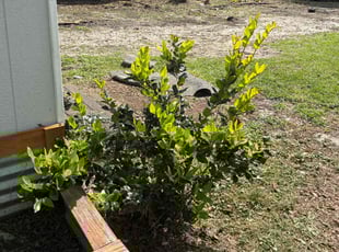 Weeding by Arturo Garcia for Alexandra B. in Palm Coast, FL