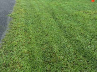 Jeffrey R.'s Lawn Maintenance service result