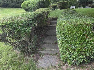 Ananda R.'s Bush Trimming service result