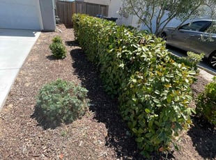 Jeffrey S.'s Bush Trimming service result