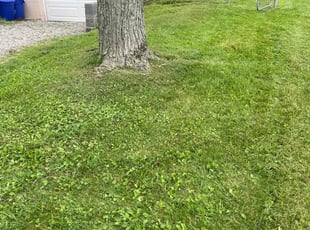 Jerrie-Lynn H.'s Grass Cutting service result
