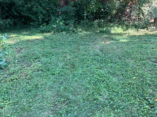 Leaf Removal by Chris Deshon for Michael H. in St. Louis, MO