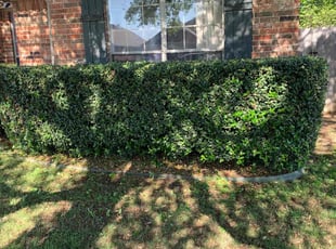 Bush Trimming by Logan Holzmeier for Jim C. in Cleburne, TX