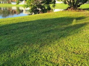 Lisa N.'s Lawn Care service result