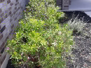 Bush Trimming by Vincent Harrison for Antwain S. in San Antonio, TX