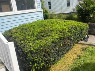 Bush Trimming by Carol Hughes for Jason C. in Auburn, MA