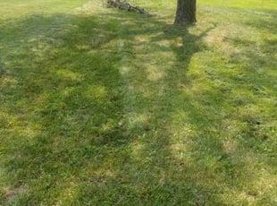 Titus R.'s Lawn Mowing Service service result