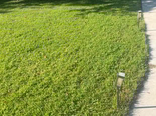 Michael H.'s Yard Cutting service result