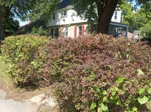 Bush Trimming by Lance Reynolds for Jennifer A. in Independence, MO