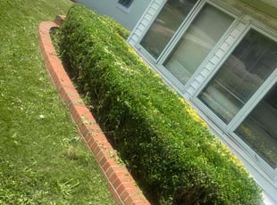 Bush Trimming by Jackie Dixon for Trent G. in Birmingham, AL